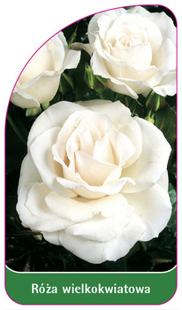 Trandafir cu flori mari Nr. 228