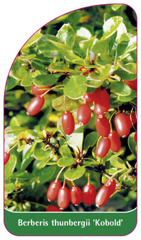 Berberis thunbergii 'Kobold'