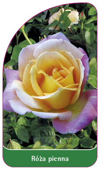 Trunchi trandafir Nr. 17