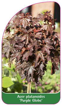 Acer platanoides 'Purple Globe'