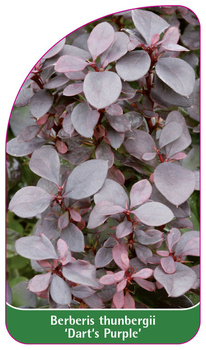 Berberis thunbergii 'Dart's Purple'