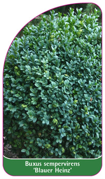 Buxus sempervirens 'Blauer Heinz'