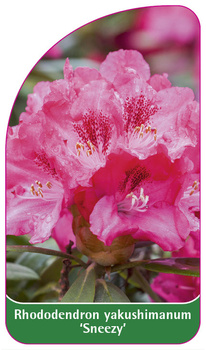 Rhododendron yakushimanum 'Sneezy'