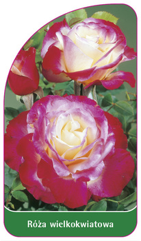 Trandafir cu flori mari Nr. 231