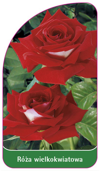 Trandafir cu flori mari Nr. 227