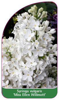Syringa vulgaris 'Miss Ellen Wilmott'
