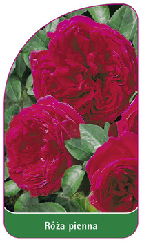 Trunchi trandafir Nr. 58