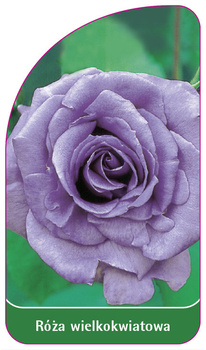 Trandafir cu flori mari Nr. 222