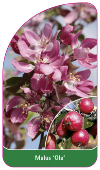 Malus 'Ola'