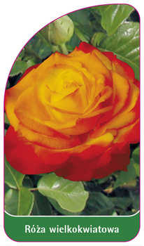 Trandafir cu flori mari Nr. 240