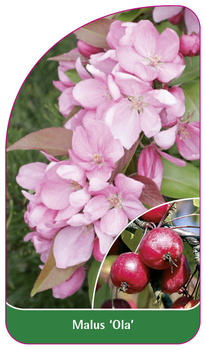 Malus 'Ola'
