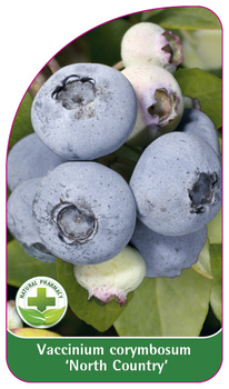 Vaccinium corymbosum 'North Country'