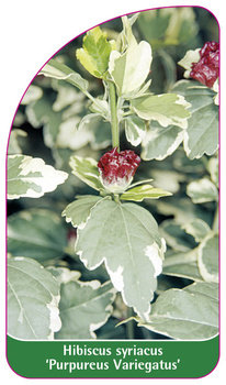 Hibiscus syriacus 'Purpureus Variegatus'
