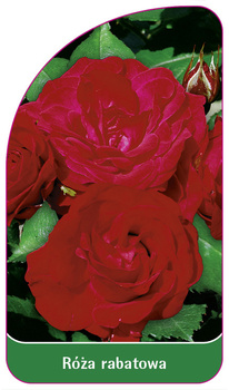 Discount rose Nr. 100