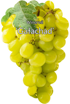 Viță de vie Galachad