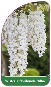 Wisteria floribunda 'Alba'
