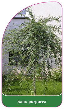 Salix purpurea