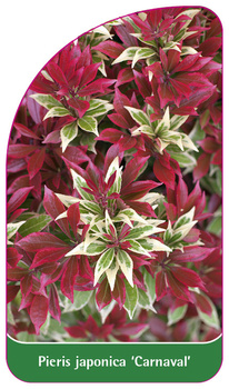 Pieris japonica 'Carnaval'