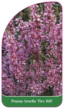 Prunus tenella 'Fire Hill'
