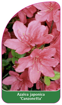 Azalea japonica 'Canzonetta'