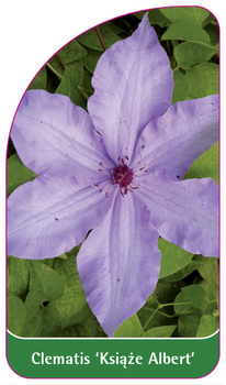 Clematis 'Prince Albert'