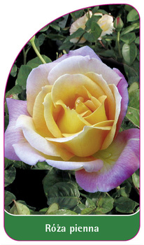 Trunchi trandafir Nr. 17