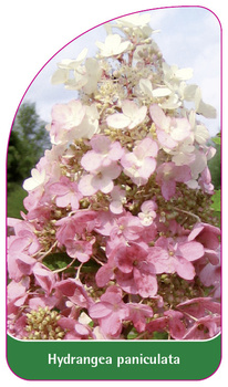 Hydrangea paniculata