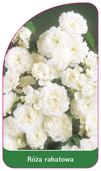 Discount rose Nr. 103