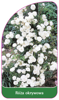 Capacul a crescut nr. 296