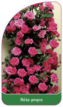 Urcarea trandafirului Nr. 321