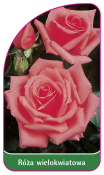 Trandafir multifloral Nr. 265