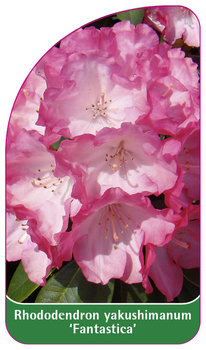 Rhododendron yakushimanum 'Fantastica'