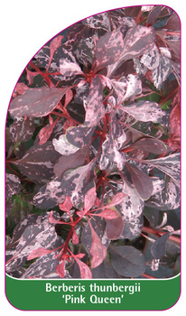 Berberis thunberii 'Regina roz'