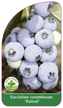 Vaccinium corymbosum "Patriot