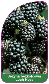 Mure fără ghimpi "Loch Ness