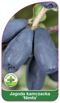 Kamchatka berry "Nympha