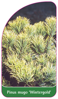 Pinus mugo 'Wintergold'