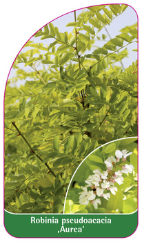 Robinia pseudoacacia "Aurea