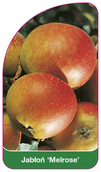 Măr 'Melrose'