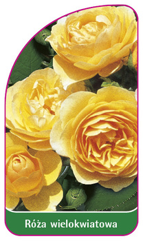 Trandafir multifloral Nr. 264 B