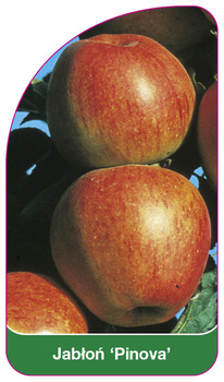 Măr 'Pinova'
