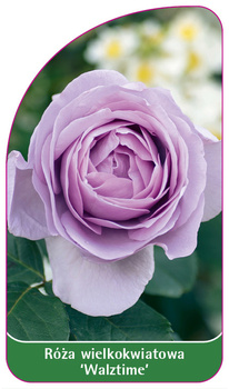 Trandafir cu flori mari 'Walztime'
