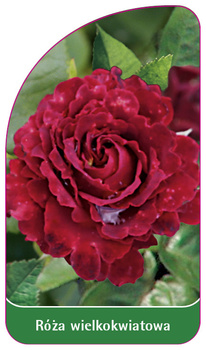 Trandafir cu flori mari Nr. 233