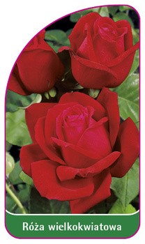 Trandafir cu flori mari Nr. 224