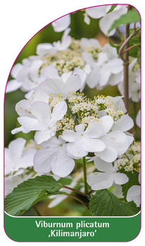 Viburnum plicatum 'Kilimanjaro'