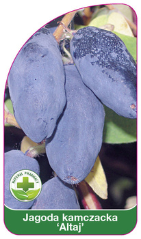 Kamchatka berry "Altai