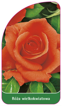 Trandafir cu flori mari Nr. 206