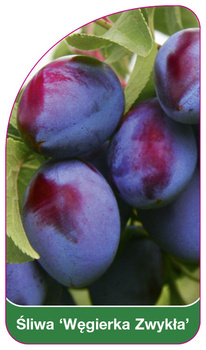 Prun "caprifoi galez" (Welsh honeysuckle)