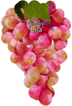 Lija viță de vie