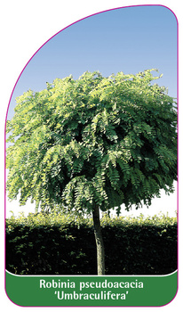 Robinia pseudoacacia 'Umbraculifera'